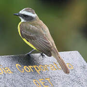 White-ringed Flycatcher