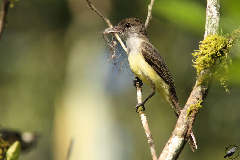 Short-crested Flycatcheradult, identification, Behaviour