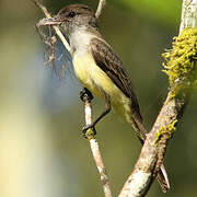 Short-crested Flycatcher