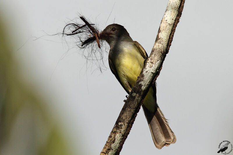 Short-crested Flycatcheradult, identification, Behaviour