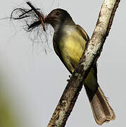 Short-crested Flycatcher