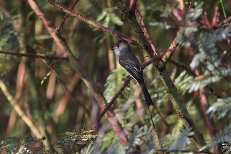 Short-crested Flycatcheradult, identification