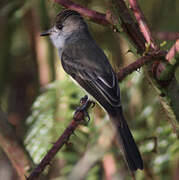 Short-crested Flycatcher