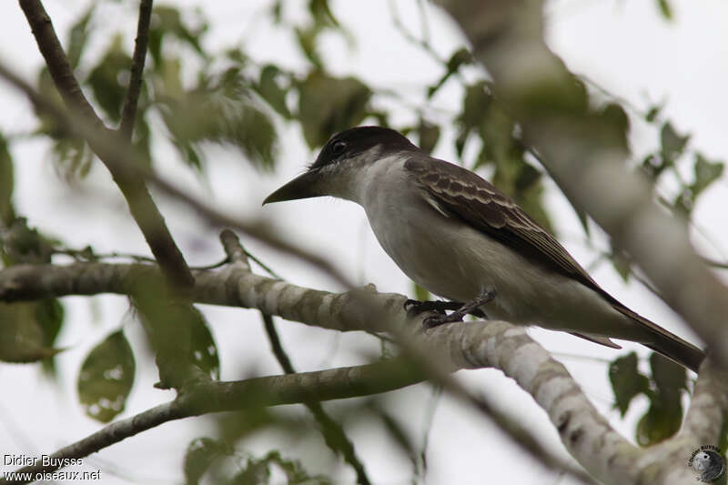 Giant Kingbirdadult, identification