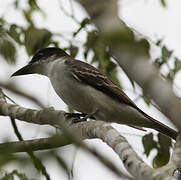 Giant Kingbird