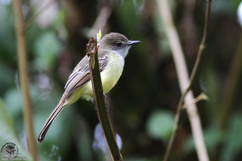 Pale-edged Flycatcheradult, identification