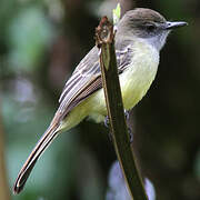 Pale-edged Flycatcher