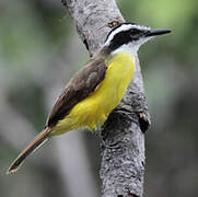 Lesser Kiskadee