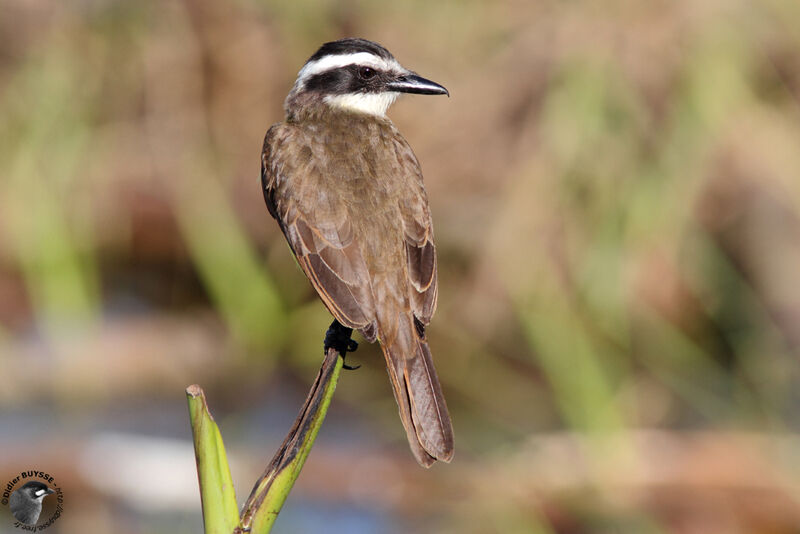 Lesser Kiskadeeadult, identification