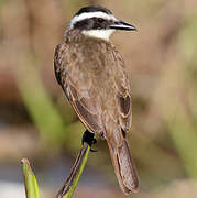 Lesser Kiskadee