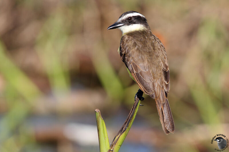 Lesser Kiskadeeadult, identification