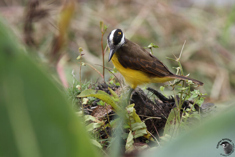 Tyran licteuradulte, identification