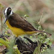 Lesser Kiskadee