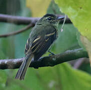 Large-headed Flatbill