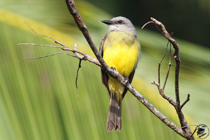 Tropical Kingbirdadult, identification, Behaviour