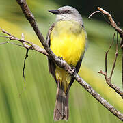 Tropical Kingbird