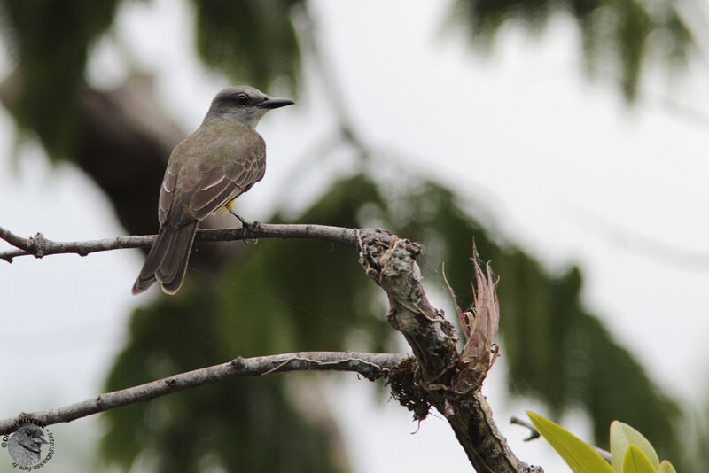 Tropical Kingbirdadult, identification