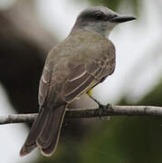 Tropical Kingbird