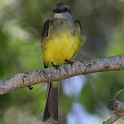 Tropical Kingbird