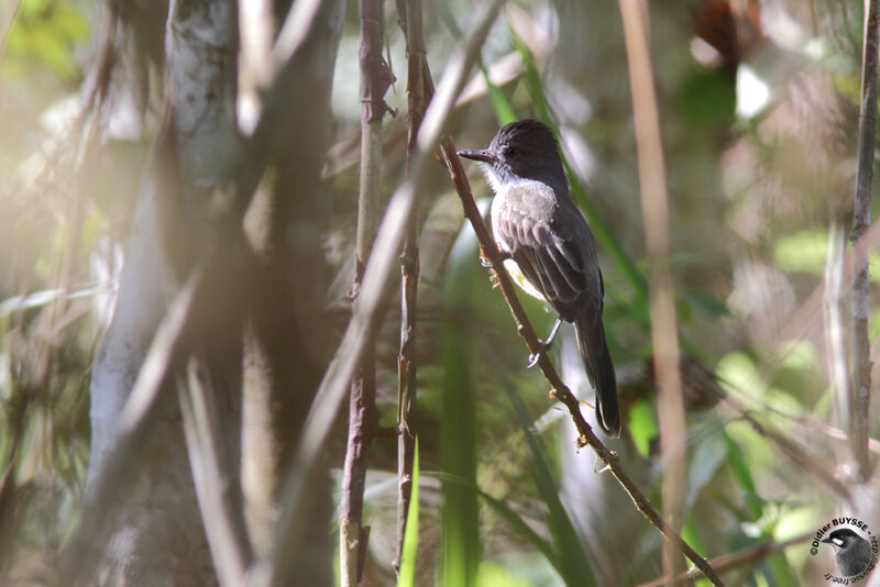 Dusky-capped Flycatcheradult, identification