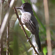 Dusky-capped Flycatcher