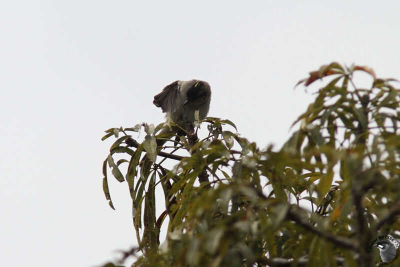 Crowned Slaty Flycatcheradult, identification