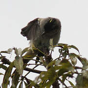 Crowned Slaty Flycatcher