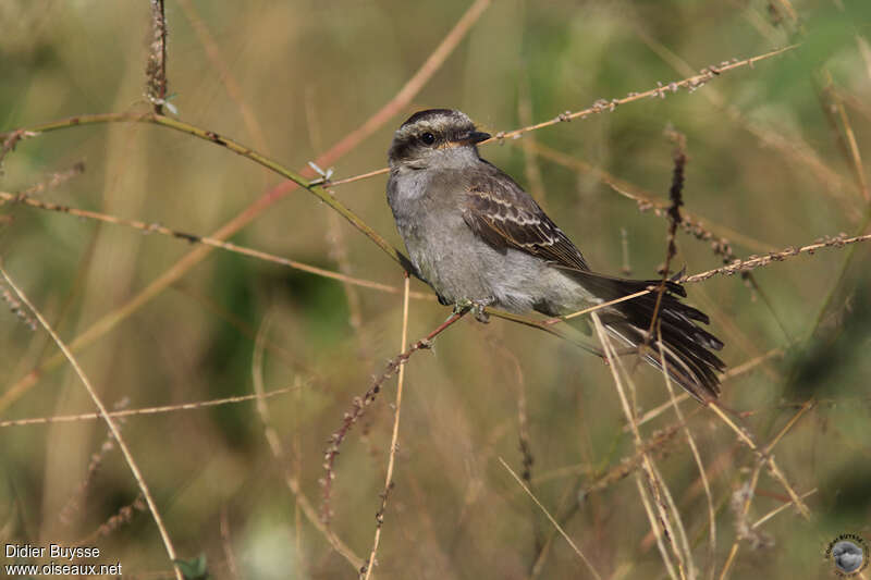 Crowned Slaty Flycatcherjuvenile, identification