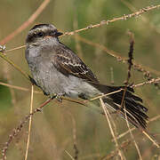 Crowned Slaty Flycatcher