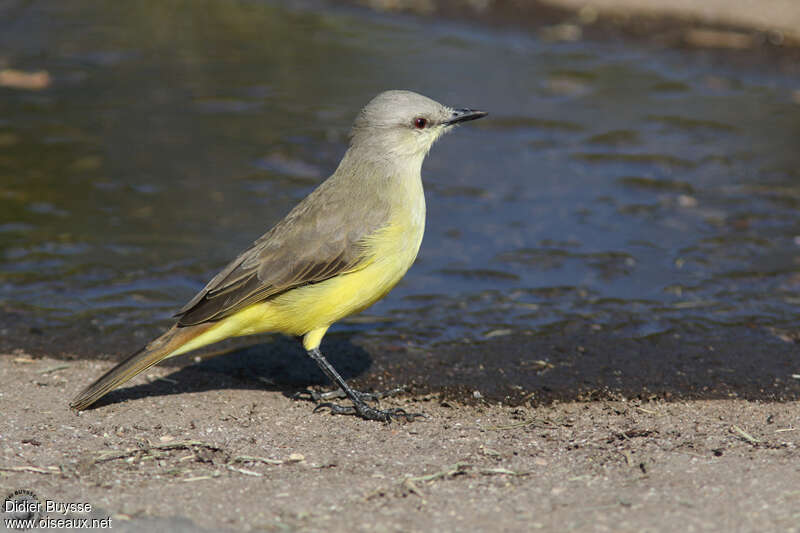 Tyran querelleur adulte, identification