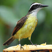 Great Kiskadee