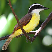 Great Kiskadee