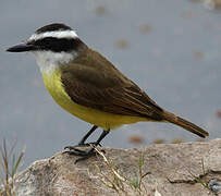 Great Kiskadee