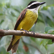 Great Kiskadee