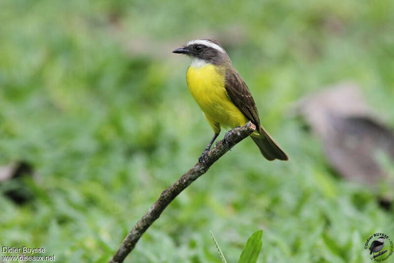 Social Flycatcheradult, identification, Behaviour