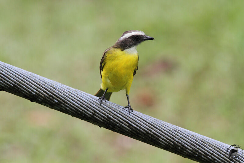 Social Flycatcheradult, identification