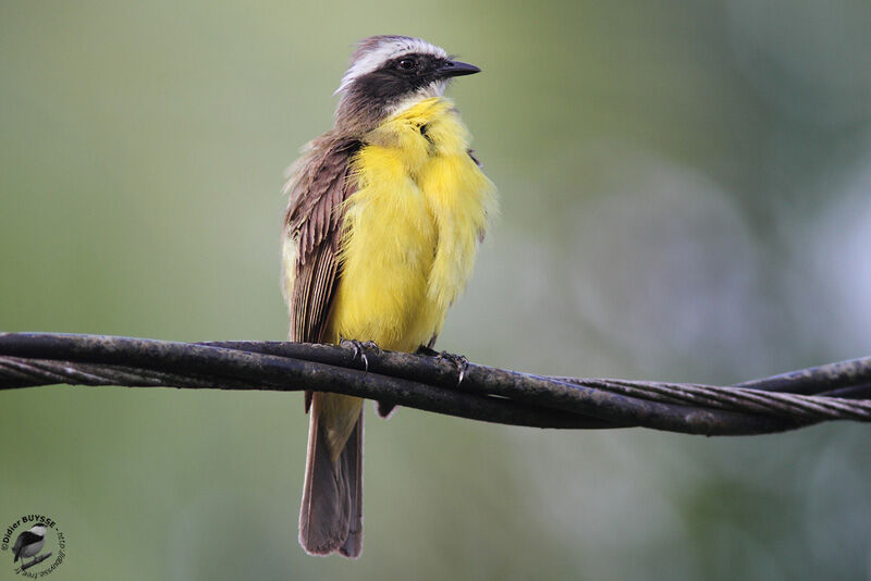 Social Flycatcheradult, identification