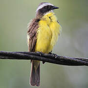 Social Flycatcher