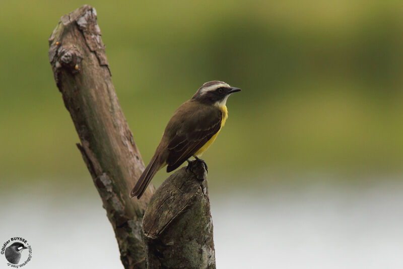 Social Flycatcheradult, identification