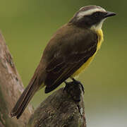 Social Flycatcher