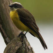 Social Flycatcher