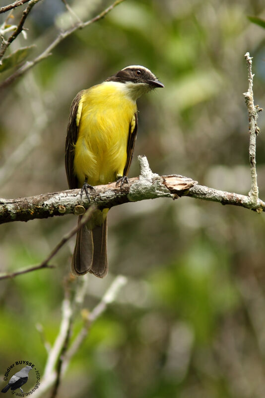 Social Flycatcheradult, identification