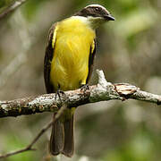 Social Flycatcher