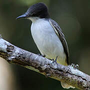 Loggerhead Kingbird