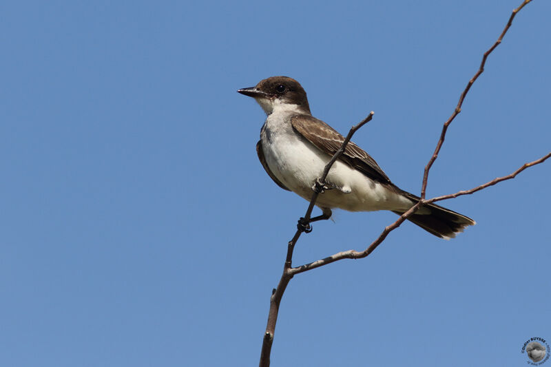 Eastern Kingbirdadult, identification