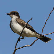 Eastern Kingbird