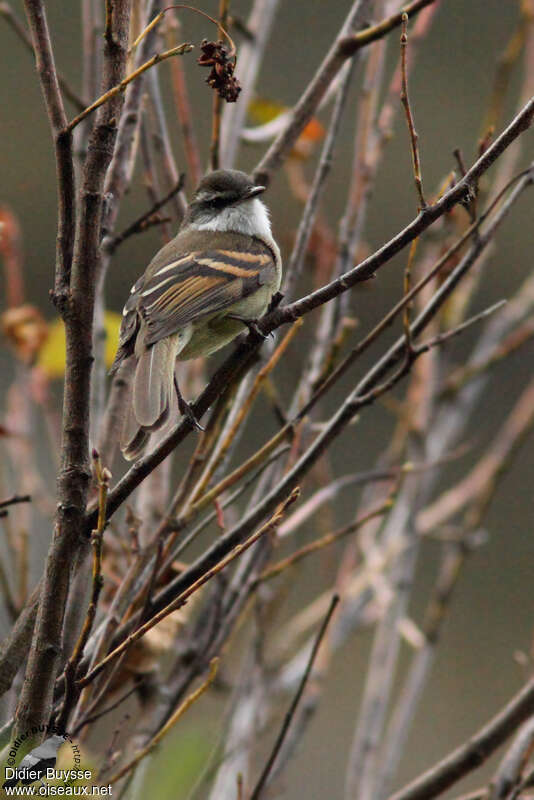 White-throated Tyrannuletadult