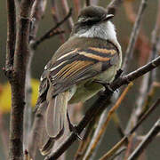 White-throated Tyrannulet