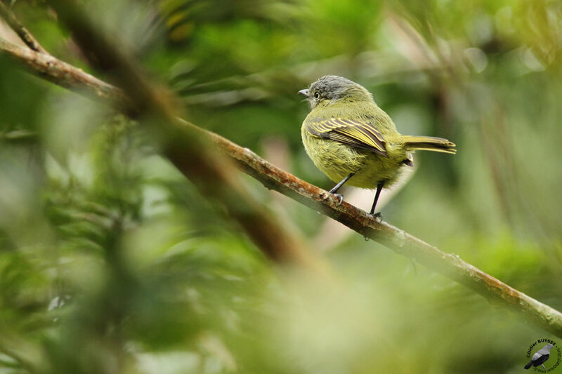 Slender-footed Tyrannuletadult, identification