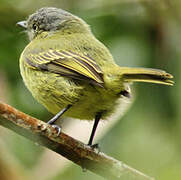 Slender-footed Tyrannulet